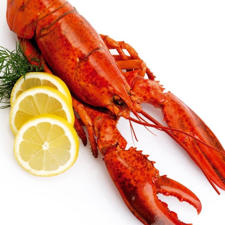 Frozen Canadian Lobster 캐나다 자숙랍스터