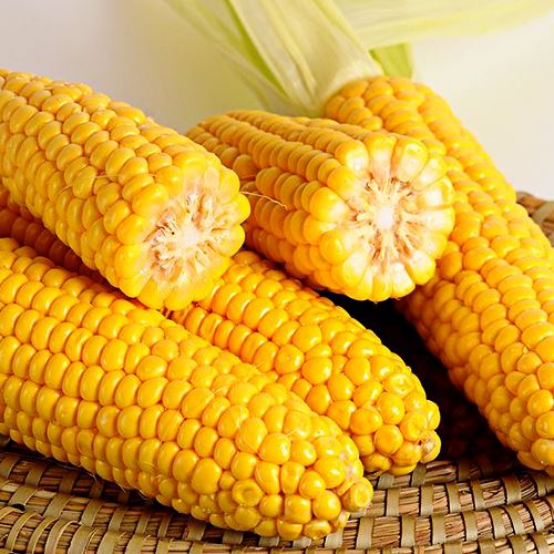 [2nd Restock] Super Sweet Chodang Corn 초당 옥수수 23brix